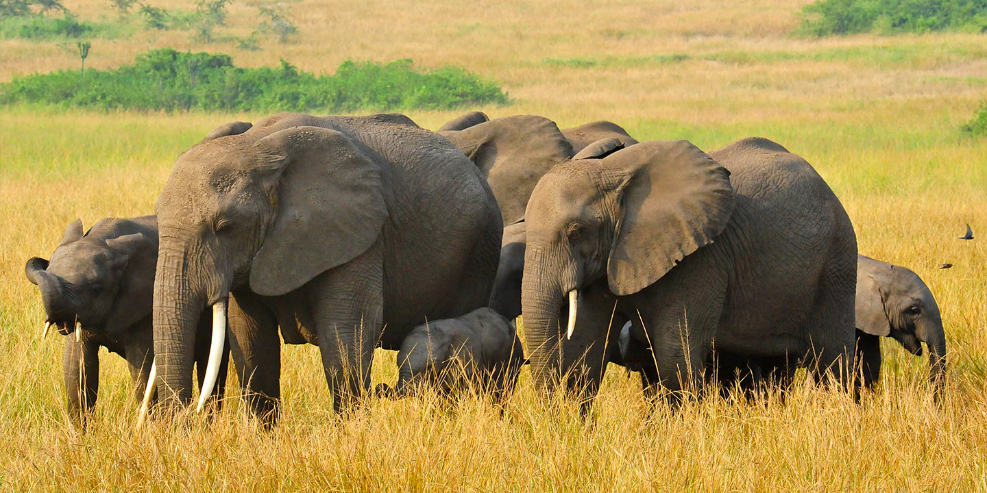 Elephants in Queen Elizabeth National Park